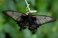 277 Gelbrand-Schwalbenschwanz - Papilio lowii